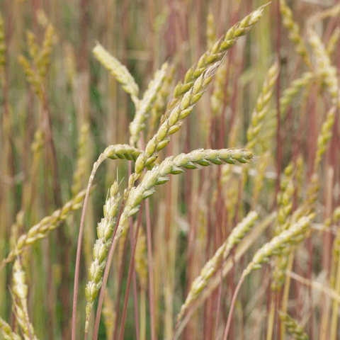 Spelt - biologisch