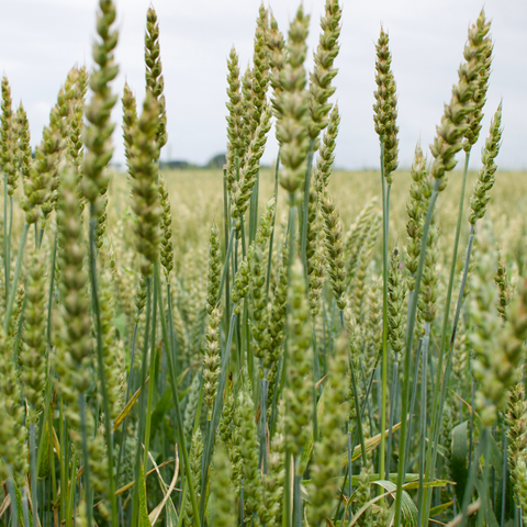 Tarwe - biologisch